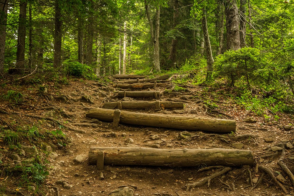 log steps on path in wooded forest